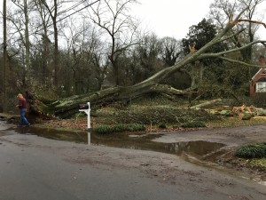 Tree Down