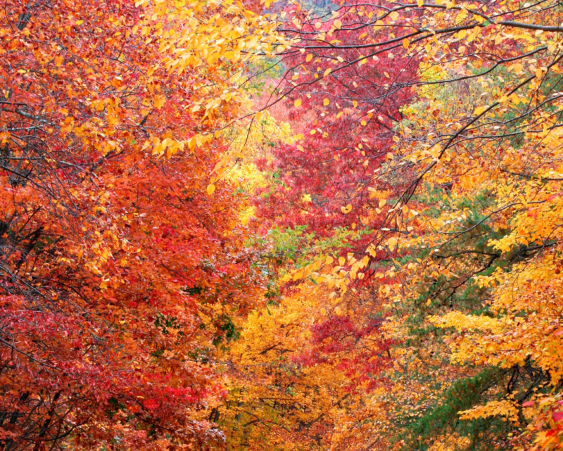 State Parks’ “Leaf Watch” Provides Travel Tips for Leaf Peepers